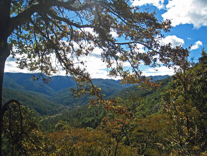 La pulsante vegetazione messicana di Latuvi (Oaxaca, Messico) 