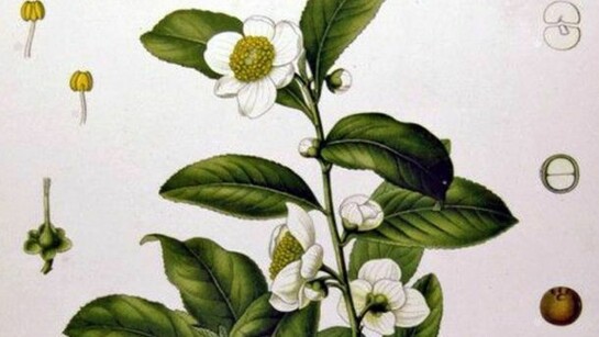 Una stampa d'epoca raffigurante la Camellia Sinensis