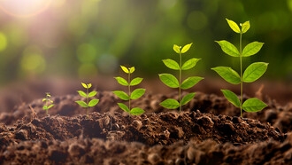 Árboles en diferentes etapas de germinación