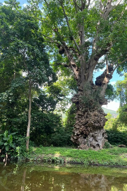 Según la leyenda, los rasgos en su tronco representan a los indígenas y muertos locales que habitan espiritualmente el árbol