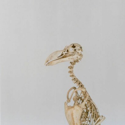 Sean Dooley, Great Auk, courtesy Sean Dooley/Hunterian Museum, RCS, London