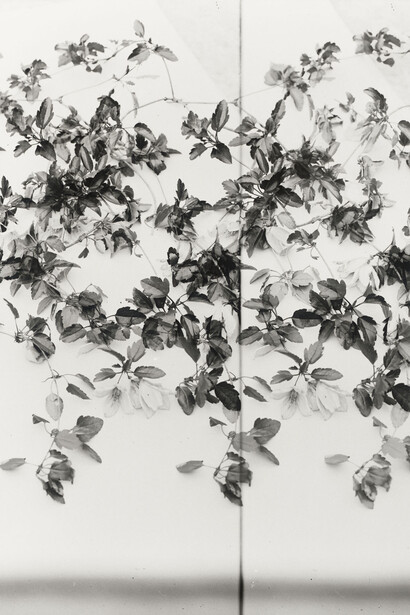 Lisa Oppenheim. Courtesy of The Approach