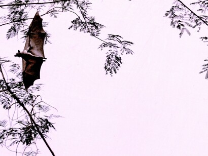 Murciélago