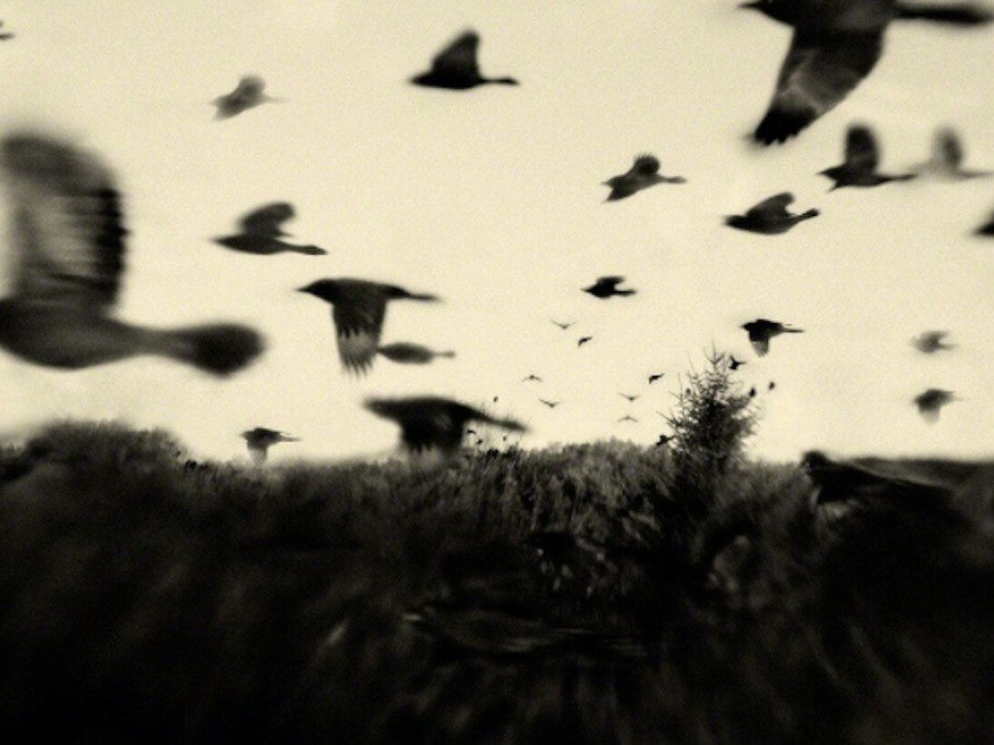 Aves. Courtesy of Galerie Claude Samuel