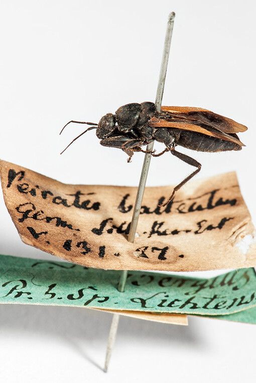 Hemimetabola. Courtesy of Museum für Naturkunde