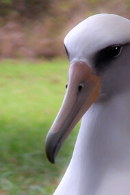 Albatross