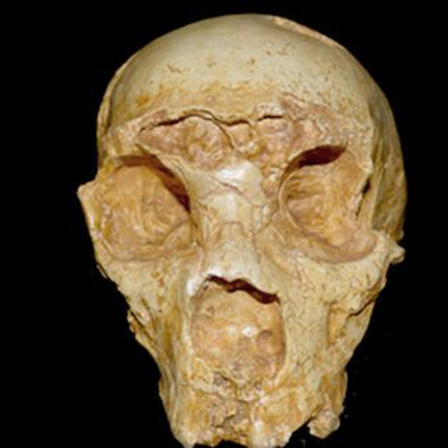 Cranio di Homo neanderthalensis
