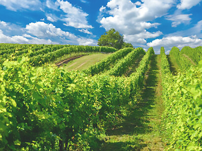 Embark on a wine-tasting journey through the picturesque vineyards of the Badacsony Wine Region in Hungary, where each glass of wine tells a story of tradition, passion, and the rich heritage of winemaking