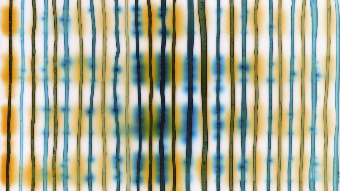 Jaq Chartier, Lines with turquoise and gold (detail), 2026. Courtesy of Dolby Chadwick Gallery