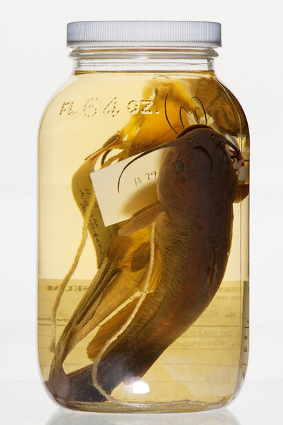Ichthyology. Courtesy of Royal BC Museum