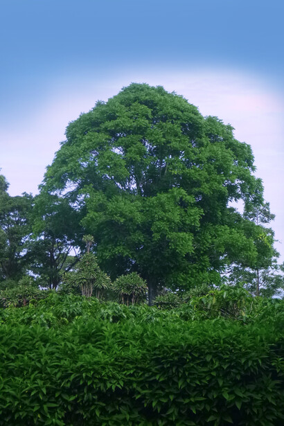 Árbol de cedro amargo («Cedrela odorata»), en medio de un cafetal. Foto: Luko Hilje