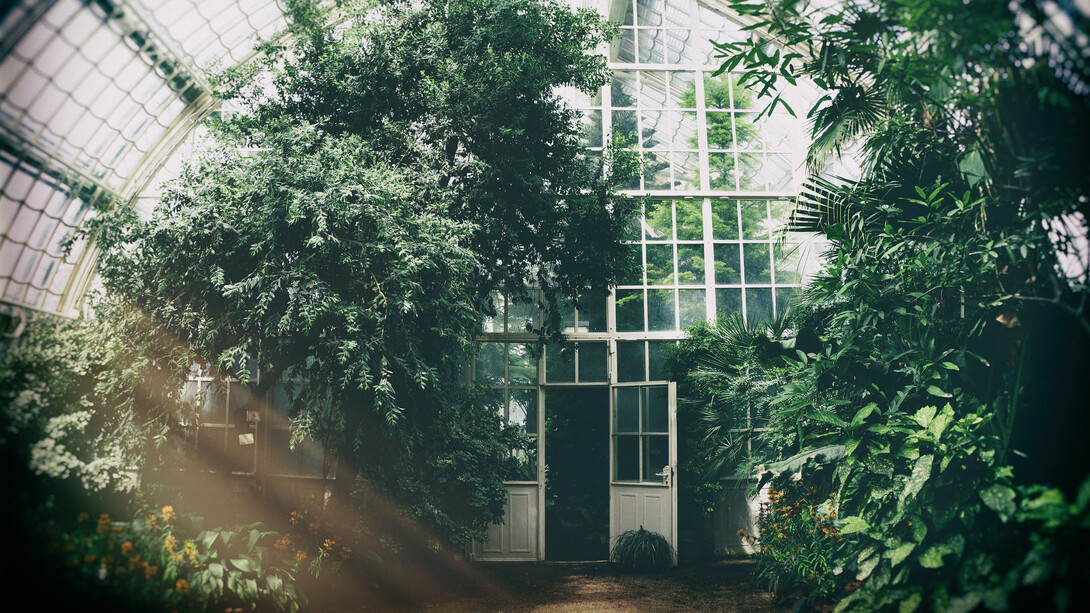 Plantes et nature. Observer la vie des plantes nous fait prendre conscience de la vacuité qui est à chaque instant en nous : une porte vers un espace sans limite