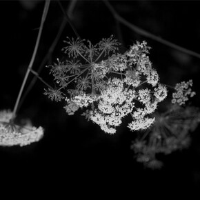 Corpicrudi, Sinfonia in Nero (2014),
Stampa fotografica su carta cotone, 10 x 15 cm,
Courtesy: Traffic Gallery (BG)