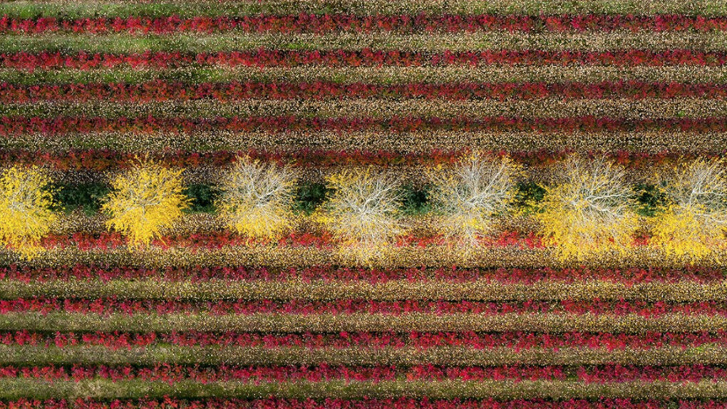 The Language of Trees. Courtesy of Galerie Photo12