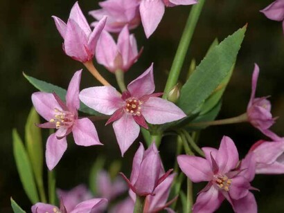Boronia, il fiore dei pensieri ossessivi