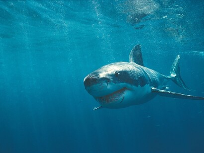 Great White Shark