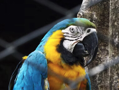 Guacamayo, Amazonas, Colombia