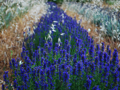 Campo di Issopo