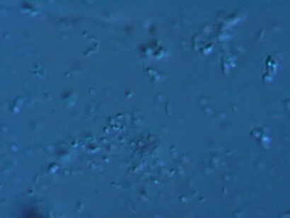 Provora al microscopio 