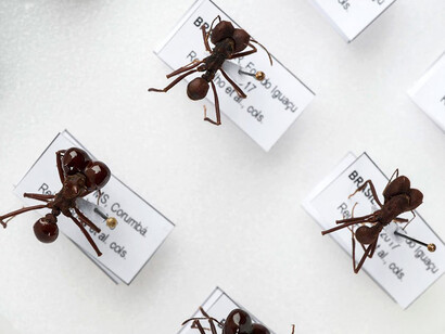 Superbugs. Courtesy of Science Museum