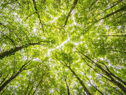 Siamo diventati stanziali, come gli alberi