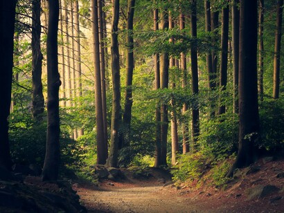 Sfogliando il libro della magia degli alberi ho potuto viaggiare da oriente a occidente