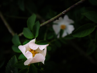 Kyoko Ide, Flowers