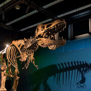 Tyrannosaurs. Courtesy of National Museum of Scotland