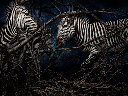 Mario Testino, Equus zebra hartmannae, Namibia, 2022. Courtesy of Hamiltons Gallery