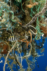 A partial underwater view with sea life surrounding it, of the Great Pacific Garbage Patch/Gyre, located between California and Hawaii, photo by Justin Hofman at Greenpeace