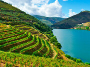 Douro Vinhateiro