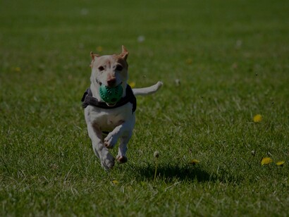 Cachorro corre com bolinha na boa