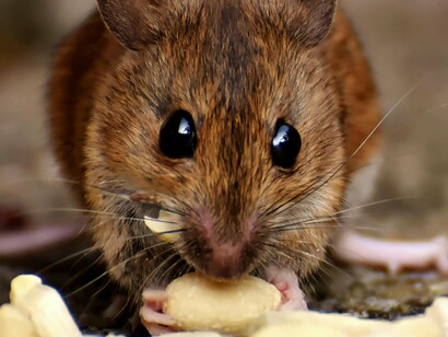Os ratos urbanos, especialmente Rattus norvegicus e Rattus rattus, destacam-se como vectores na transmissão da leptospirose. Estudos realizados em Salvador, Bahia, revelaram que mais de 60% dos ratos capturados eram portadores de Leptospira spp