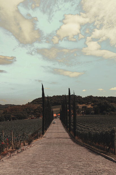 The vineyards were the grapes of Malbec are being cultivated in Argetina