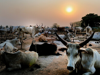 Sudán del Sur. El proceso de migración
