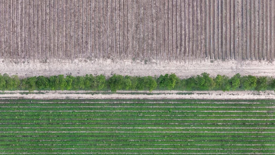 Zoe Wetherall, Crop Lines, archival pigment print, limited edition color photograph. Courtesy of the artist and the Front Room Gallery