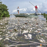 Toxic Algae. Courtesy of Florida Museum of Natural History