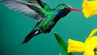 Un colibrí y unos narcisos