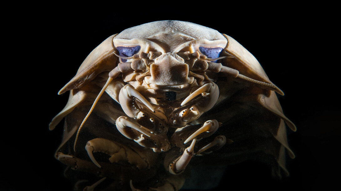 Isópodo del género Bathynomus