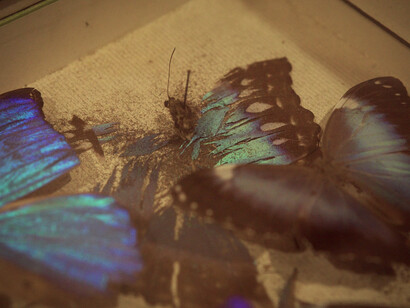 'Imprisoned Butterflies', HD video still, 2019 © Bahia Shehab, Courtesy of the artist.
