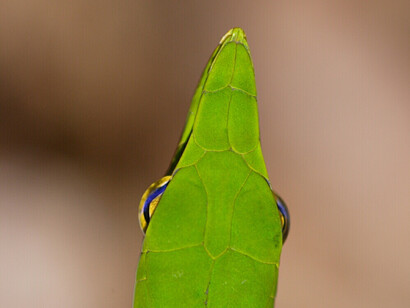 Common Vine Snake  (2006 06 15 Sinharaja) YE0M3947  (c) Gehan de Silva Wijeyeratne