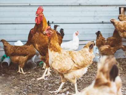 It is recognised that antibiotic resistance, as a consequence of industrial animal farming has become one of the largest public health challenges of our time