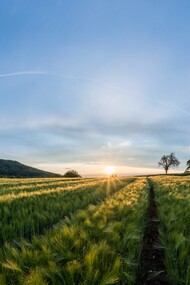 Campo di grano al tramonto