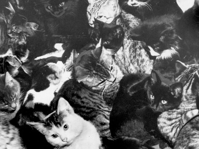 It’s Raining Cats and Dogs. Courtesy of MOHAI