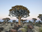 Guinea Equatorial share a common fate with most other African countries