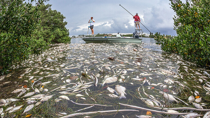 Toxic Algae. Courtesy of Florida Museum of Natural History