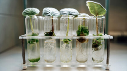 O mundo vegetal é cheio de vida, inteligência e sensibilidade. Estefano Mancuso e Alessandra Viola exploram como as plantas ouvem, cheiram, comunicam-se e interagem com o ambiente, revelando uma nova perspectiva sobre a natureza