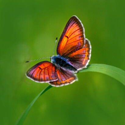 A butterfly was released by the gods in the name of the incarcerated doctor