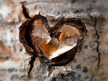 La corteza del corazón