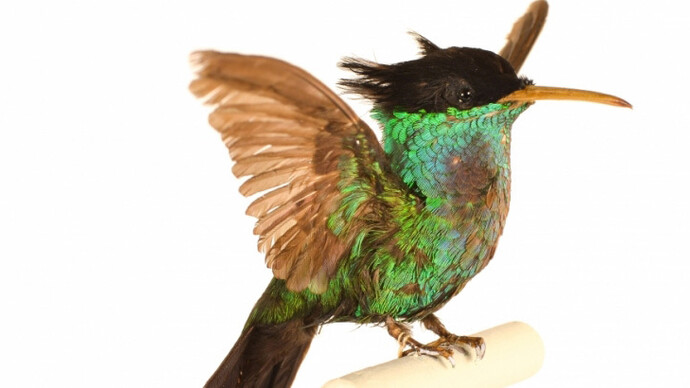 Birds of the World Gallery. Courtesy of Harvard Museum of Natural History
